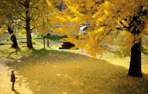 tsubokawa2025_ha-merun