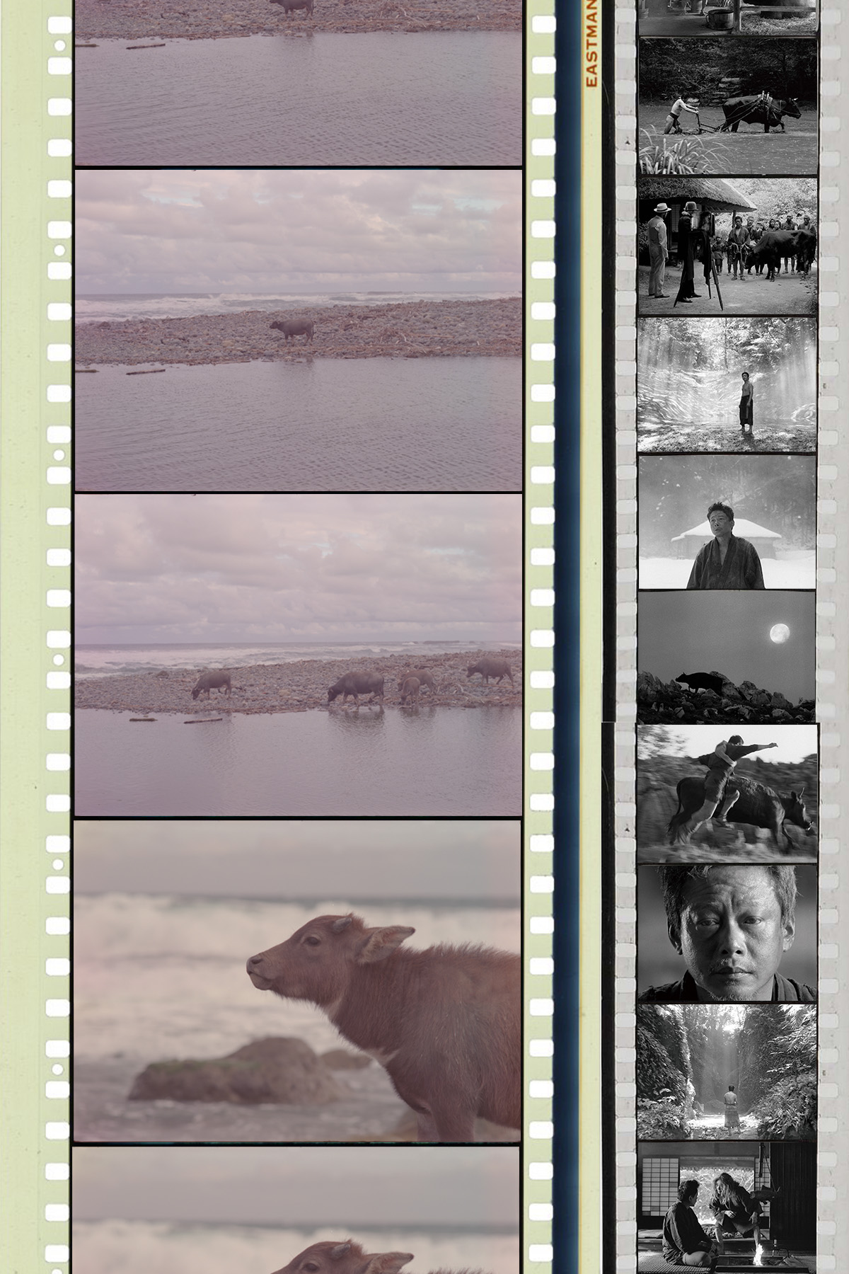 黒の牛ポストカード