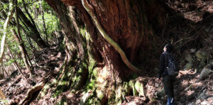 森に聴く Listen to the Forest